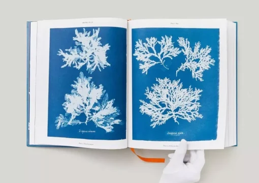 Anna Atkins Cyanotypes
