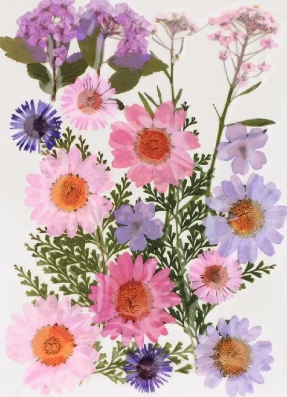 Flores Prensadas Rosa Artemio